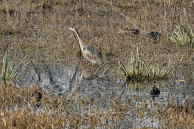 Keoladeo national park-084